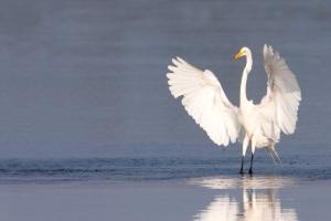snowy white egret standing in water