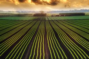 Rows of crops with beautiful sunset