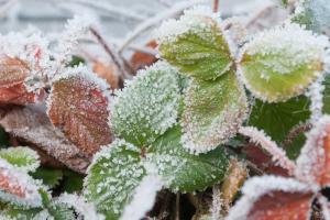 Ice crystals on strawberries