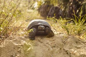 gopher tortise in sand and grass