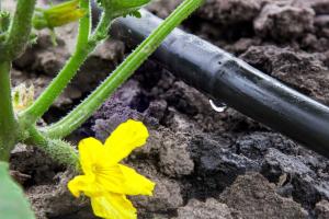 drip irrigation