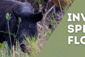 Invasive Species in Florida Feral Hog