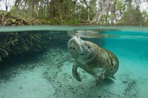 Underwater manatee in Crystal River