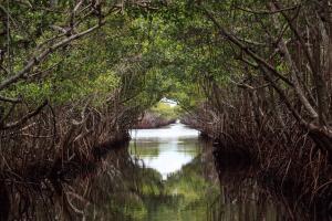 a tunnel of mangrove trees over water