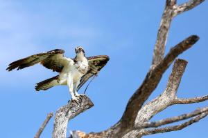 Osprey with wings outstretched in dead tree