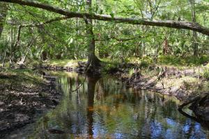 Headwaters of the Pithlachascootee River in Pasco County