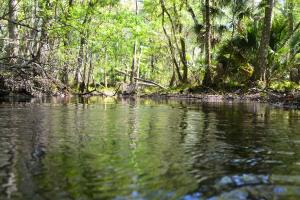 Low level view of the Pithlachascootee River
