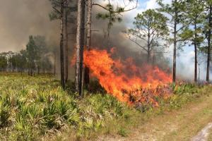 fireline in an open forest during a prescribed burn