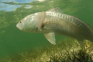 A Reddrum o redfish swimming in the grass flats