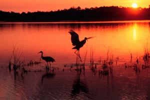 Two Sandhill Cranes in lake at sunset