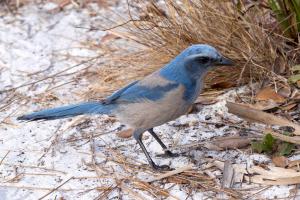 Florida scrub jay in grass