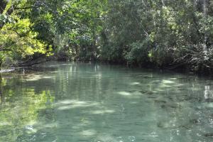 Weeki Wachee River under a green canopy of trees