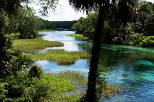Rainbow Springs looking through green trees