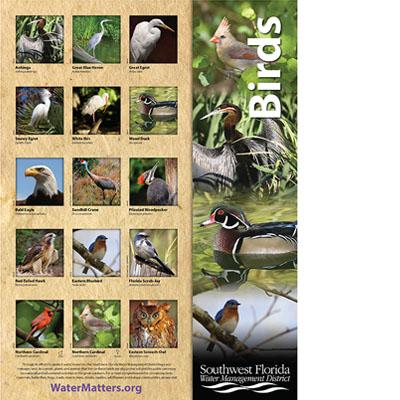 Thumbnail image of Birds Species Poster.