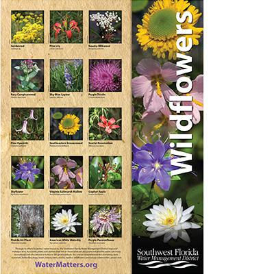 Thumbnail image of Wildflowers Species Poster.