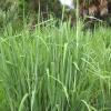 Guinea Grass