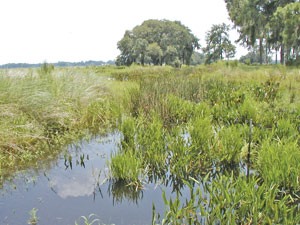 Wetland created in McIntosh Park