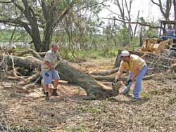 workers clear heavy logs