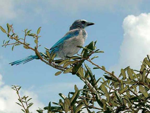 scrub-jay