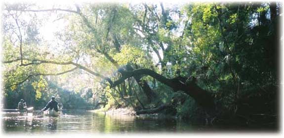 Alafia River scene