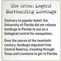 lovebug information