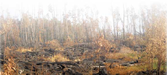 Area charred by wildfires