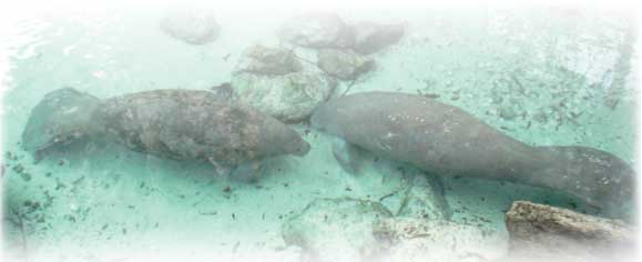 Manatees