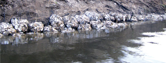 Scouts placing oyster culch bags along shoreline