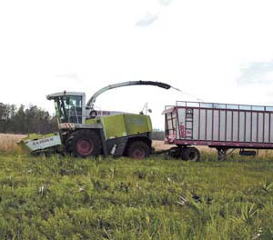 silage cutter at work