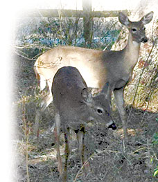 deer at Nature's classroom