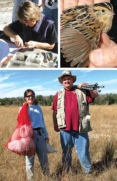 bird research pics