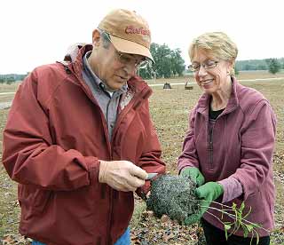 planting a tree