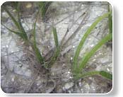 seagrass