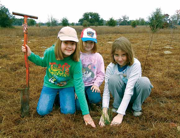 planting a tree