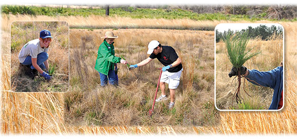 Volunteers planting at Conner Preserve