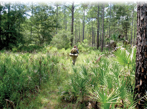 Green Swamp East Tract