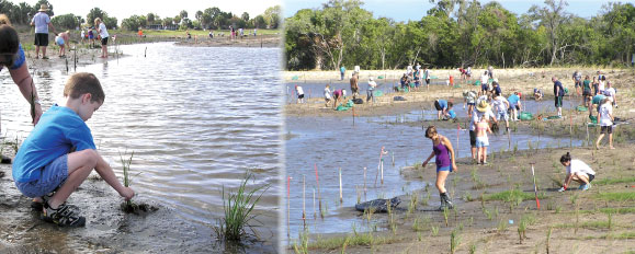 Volunteers planting marsh plugs