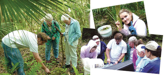 volunteers removing invasive plants