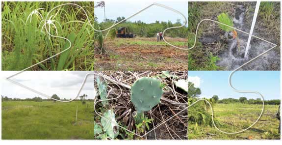 restoration areas of Terra Ceia Preserve State Park