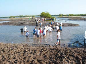 volunteers planting