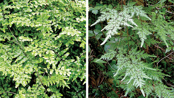 Old World Climbing Fern and Japanese Climbing Fern