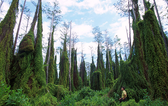 Old World Climbing Fern