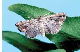 Leaf-feeding moth (Neomusotima conspurcatalis)