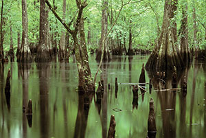 Green Swamp West