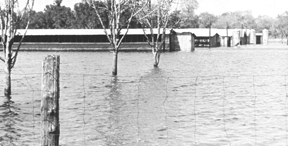 Masaryktown chicken farm flooded in 1960