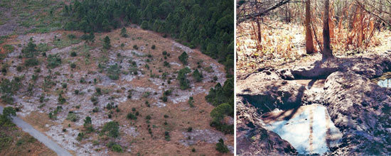 Areas damaged by wild hogs