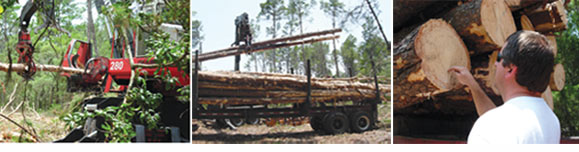 work being done at Starkey Wilderness Park