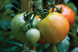 Tomatoes growing on the vine