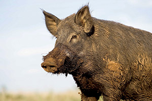 a feral hog